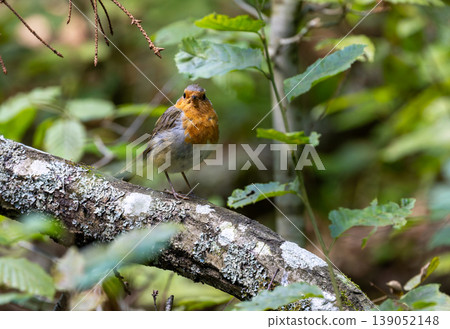 European robin perching on branch in Bialowieza Forest 139052148