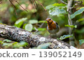 European robin bird perching on lichen covered branch in Bialowieza Forest 139052149