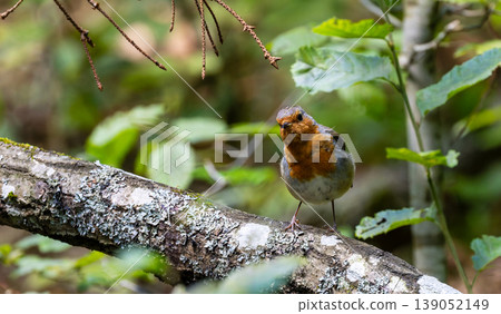 European robin bird perching on lichen covered branch in Bialowieza Forest 139052149