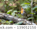 European robin bird perching on a lichen covered branch in Bialowieza Forest 139052150