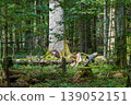 Ancient trees growing in primeval Bialowieza Forest nature sanctuary 139052151