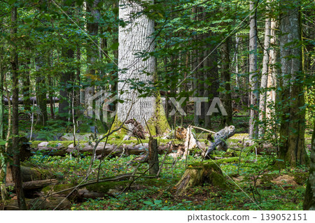 Ancient trees growing in primeval Bialowieza Forest nature sanctuary Ancient trees growing in primeval Bialowieza Forest nature sanctuary 139052151