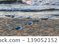 Seagulls resting on sandy beach near ocean waves at sunset 139052152