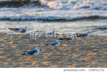 Seagulls resting on sandy beach near ocean waves at sunset 139052152
