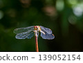 Dragonfly resting on a branch with translucent wings 139052154