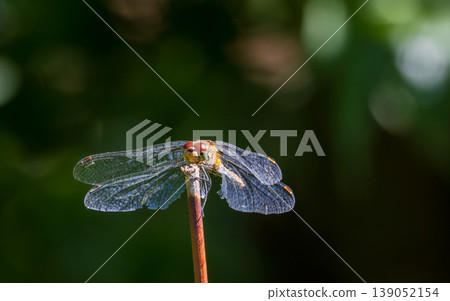 Dragonfly resting on a branch with translucent wings 139052154