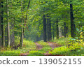 Forest path winding through vibrant green summer trees 139052155
