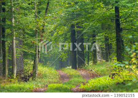 Forest path winding through vibrant green summer trees 139052155