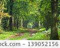 Woodland path leading through green forest trees 139052156