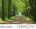 Peaceful Sunlit Forest Pathway Through Lush Green Trees 139052157