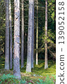 Tall spruce tree trunks standing in a green forest 139052158