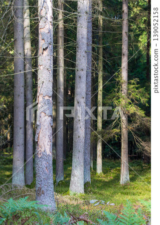 Tall spruce tree trunks standing in a green forest 139052158