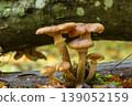 Honey fungus mushrooms growing on fallen tree trunk in forest 139052159