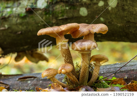 Honey fungus mushrooms growing on fallen tree trunk in forest Honey fungus mushrooms growing on fallen tree trunk in forest 139052159