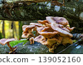 Group of wild fungi growing on decaying log in forest 139052160