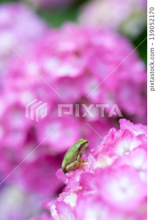 粉紅色繡球花與樹蛙(豎圖) 粉紅色繡球花與樹蛙(豎圖) 139052170