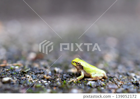 A tree frog walking on the ground A tree frog walking on the ground 139052172