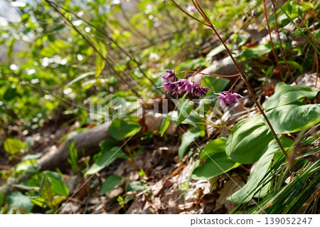 Flower of Ikarisou 139052247