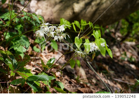 Flower of Ikarisou 139052248