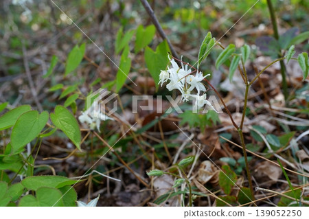 Flower of Ikarisou Flower of Ikarisou 139052250