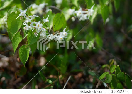 Flower of Ikarisou Flower of Ikarisou 139052254
