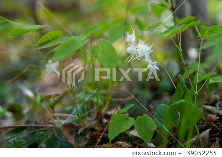 Flower of Ikarisou Flower of Ikarisou 139052255