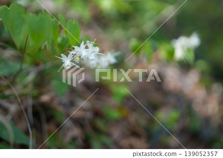 Flower of Ikarisou Flower of Ikarisou 139052357