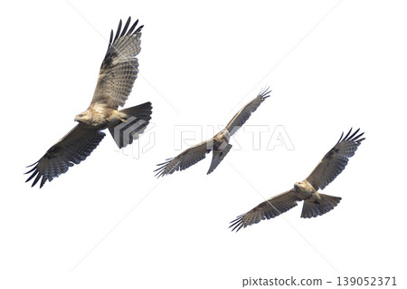 Clipped image of a flying buzzard Clipped image of a flying buzzard 139052371