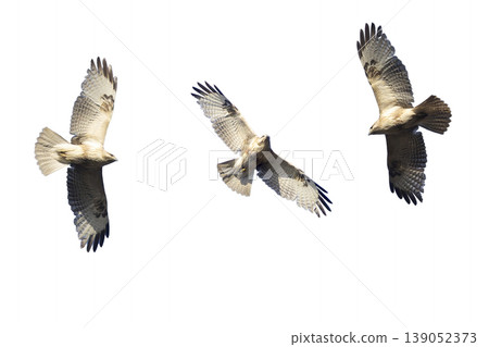 Clipped image of a flying buzzard Clipped image of a flying buzzard 139052373