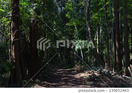 2026年3月,千葉縣柏市手賀之丘公園附近 2026年3月,千葉縣柏市手賀之丘公園附近 139052463