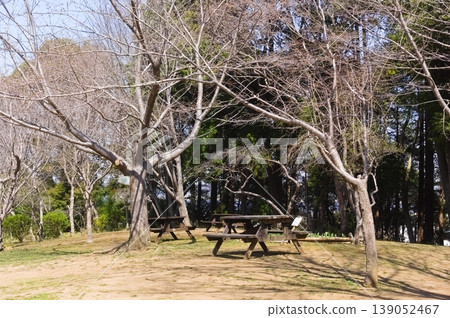 2026年3月，千葉縣柏市手賀之丘公園附近 139052467