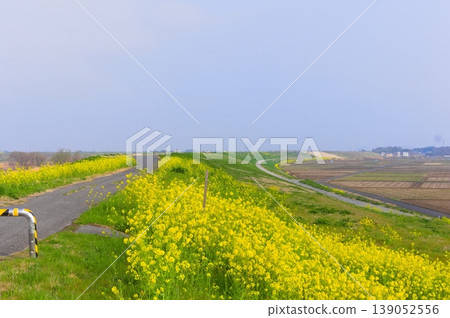 2026年3月,茨城縣甲賀市渡良瀨川自行車道沿線 2026年3月,茨城縣甲賀市渡良瀨川自行車道沿線 139052556