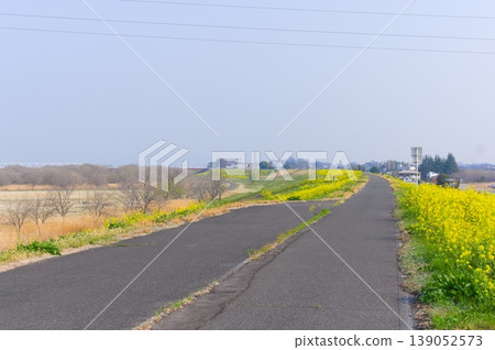 Along the Watarase River Cycling Road in Koga City, Ibaraki Prefecture, March 2026 Along the Watarase River Cycling Road in Koga City, Ibaraki Prefecture, March 2026 139052573