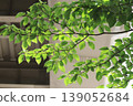 Plant 139052684