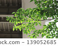 Plant 139052685