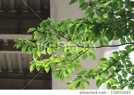 Plant 139052685