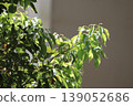 Plant 139052686
