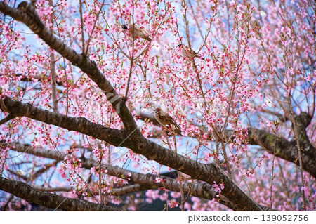 Kohigan cherry blossoms in full bloom at Nishikicho Park Kohigan cherry blossoms in full bloom at Nishikicho Park 139052756