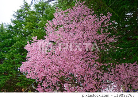 錦町公園的虎岩櫻花盛開。 錦町公園的虎岩櫻花盛開。 139052763