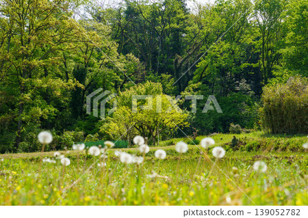 蒲公英的絨毛和初夏高原的景色 139052782