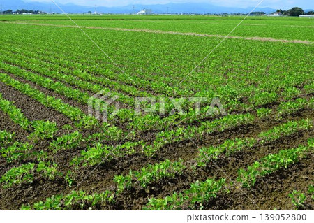 Soybean field Shonai, Yamagata Prefecture Soybean field Shonai, Yamagata Prefecture 139052800