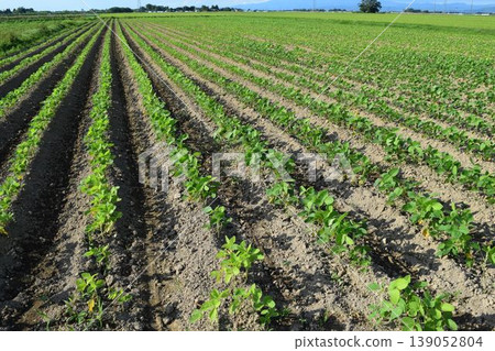 Soybean field Shonai, Yamagata Prefecture 139052804