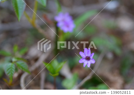調皮的花朵 調皮的花朵 139052811