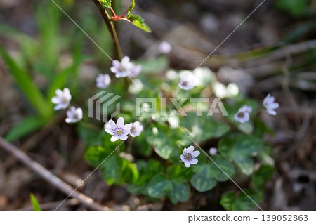 調皮的花朵 139052863