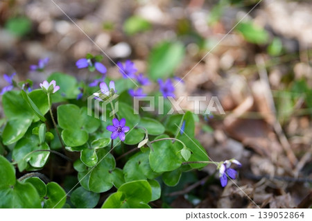 調皮的花朵 調皮的花朵 139052864