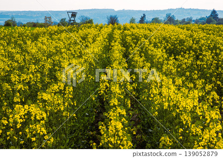 Field with symmetrical rows of blooming yellow rapeseed and distant forest with hunting stand under the clear sky 139052879