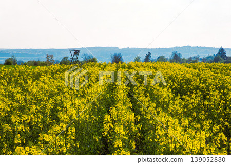 Field with symmetrical rows of blooming yellow rapeseed and distant forest with hunting stand under the clear sky Field with symmetrical rows of blooming yellow rapeseed and distant forest with hunting stand under the clear sky 139052880