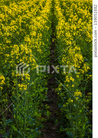 Detail of the field with symmetrical rows of blooming yellow rapeseed. Detail of the field with symmetrical rows of blooming yellow rapeseed. 139052882