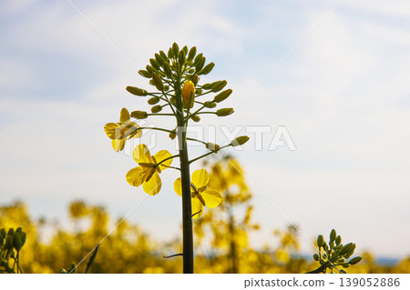 Closeup of blooming vibrant yellow rapeseed flowers in spring field under soft sunlight against blue sky with white clouds. Selective focus Closeup of blooming vibrant yellow rapeseed flowers in spring field under soft sunlight against blue sky with white clouds. Selective focus 139052886