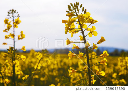 Closeup of blooming vibrant yellow rapeseed flowers in spring field under soft sunlight against blue sky with white clouds. Selective focus Closeup of blooming vibrant yellow rapeseed flowers in spring field under soft sunlight against blue sky with white clouds. Selective focus 139052890